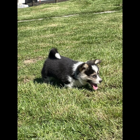 Welsh Corgi - Both