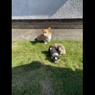 Welsh Corgi - Both