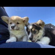 Welsh Corgi - Both
