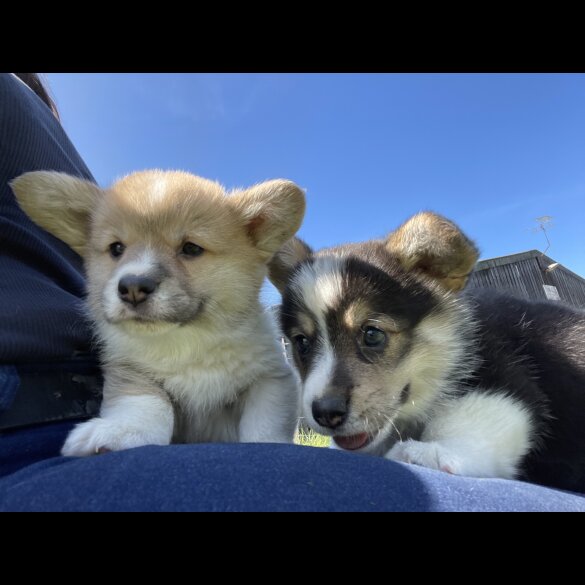 Welsh Corgi - Both