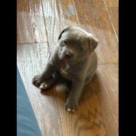 American Bulldog - Dogs