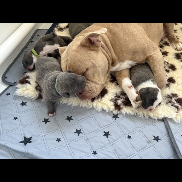 American Bulldog - Dogs