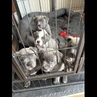 American Bulldog - Dogs
