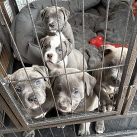 American Bulldog - Dogs