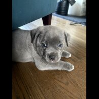 American Bulldog - Dogs