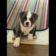 American Bulldog - Dogs