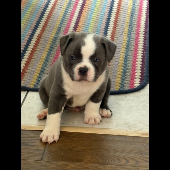 American Bulldog - Dogs