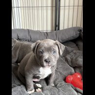 American Bulldog - Dogs
