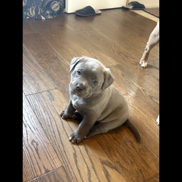 American Bulldog - Dogs