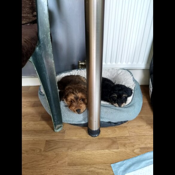 Pomapoo - Bitches
