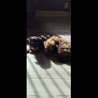 Pomapoo - Bitches