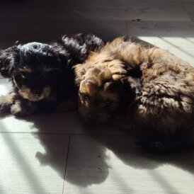 Pomapoo - Bitches