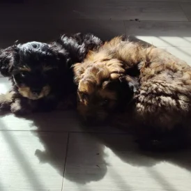 Pomapoo - Bitches
