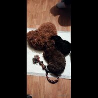 Pomapoo - Bitches