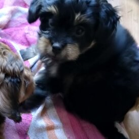 Pomapoo - Both