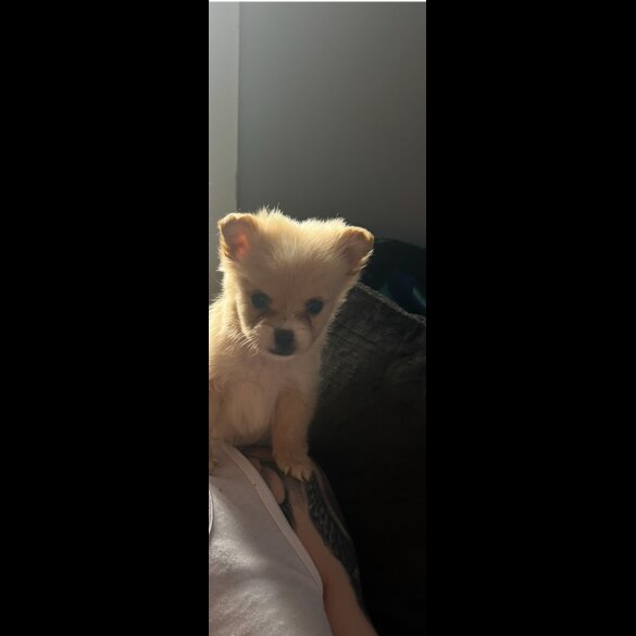 Pomeranian - Bitches