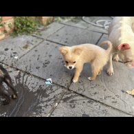 Pomeranian - Bitches