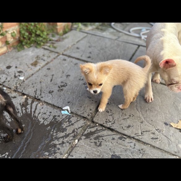 Pomeranian - Bitches