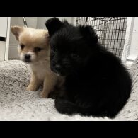 Pomeranian - Bitches
