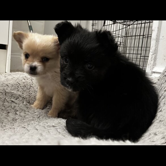 Pomeranian - Bitches