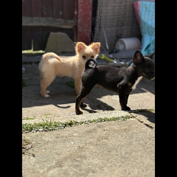 Pomeranian - Bitches