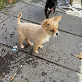 Pomeranian - Bitches