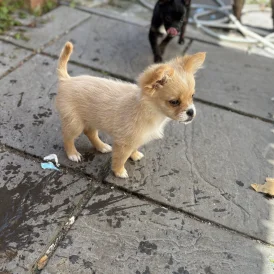 Pomeranian - Bitches