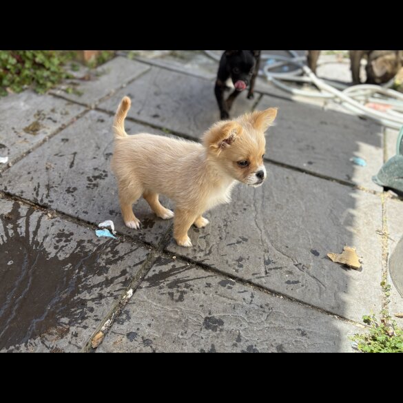 Pomeranian - Bitches