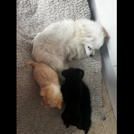 Pomeranian - Bitches