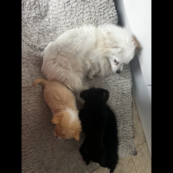Pomeranian - Bitches
