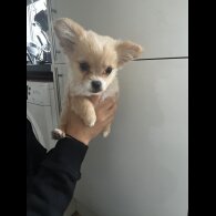 Pomeranian - Bitches