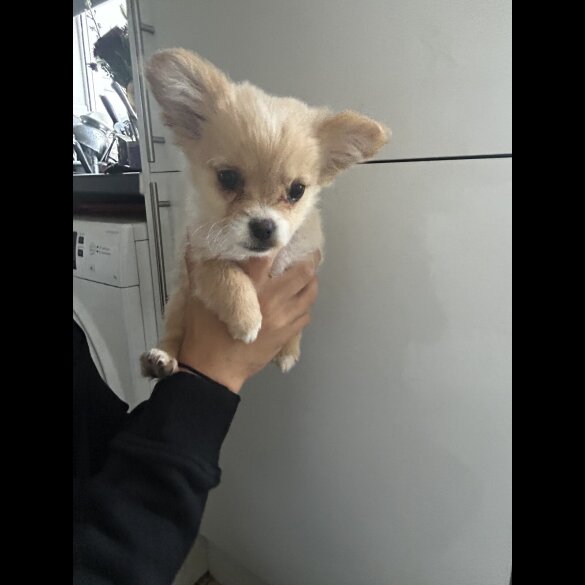 Pomeranian - Bitches