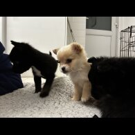 Pomeranian - Bitches