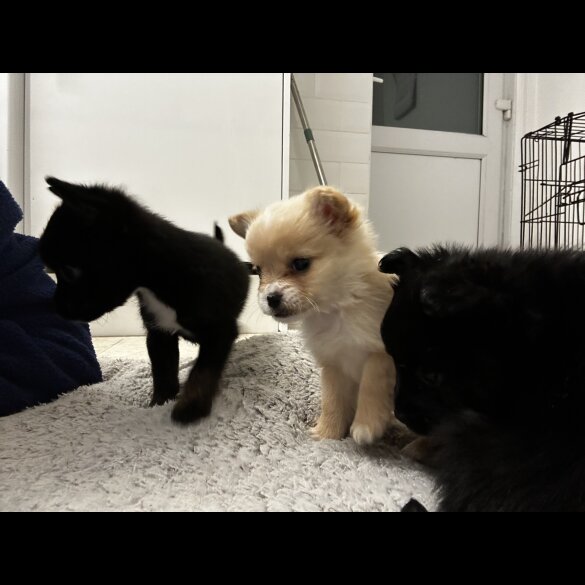Pomeranian - Bitches