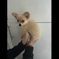 Pomeranian - Bitches