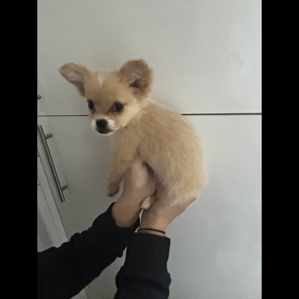 Pomeranian - Bitches