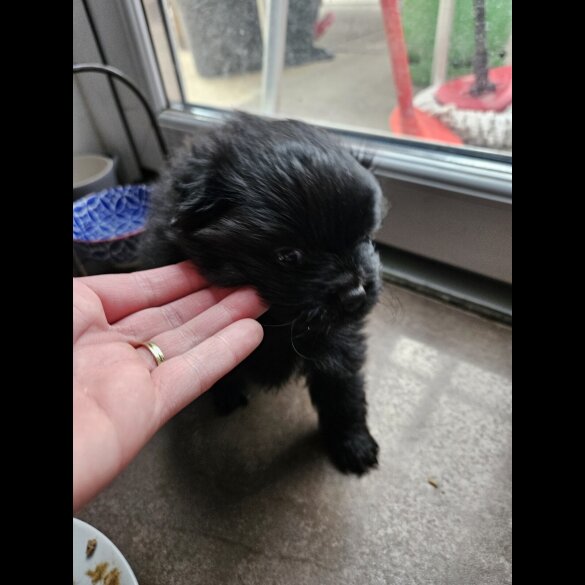 Pomeranian - Both