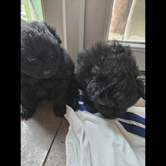 Pomeranian - Both