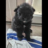 Pomeranian - Both