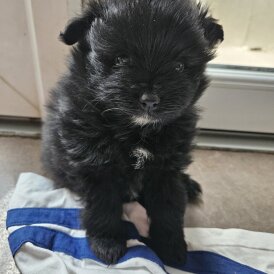 Pomeranian - Both