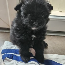Pomeranian - Both