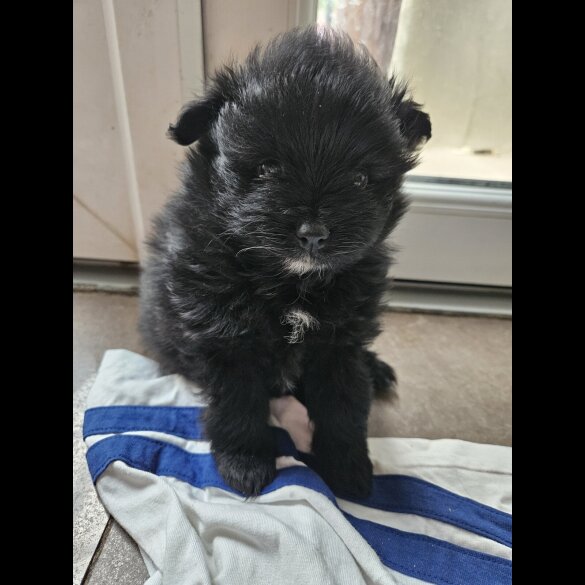 Pomeranian - Both