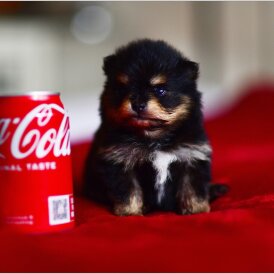Pomeranian - Bitches