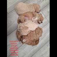 Poochon - Both