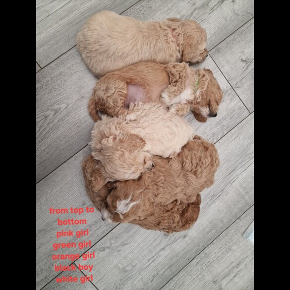 Poochon - Both