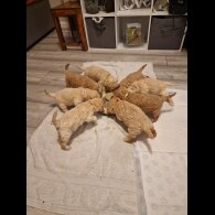 Poochon - Both
