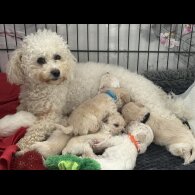 Poochon - Both