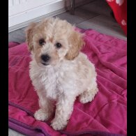 Poochon - Both