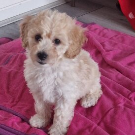 Poochon - Both