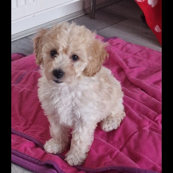 Poochon - Both
